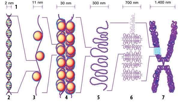 DNA ya esneklik sağlayan DNA üzerindeki diğer proteinlerde nükleozom yerleşimini belirlemektedir. Nükleozomlar sabit midir?
