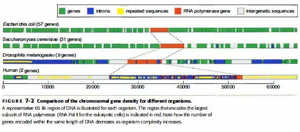 Ökaryotik kromozomal DNA bölgelerinde genler az yer kaplar.