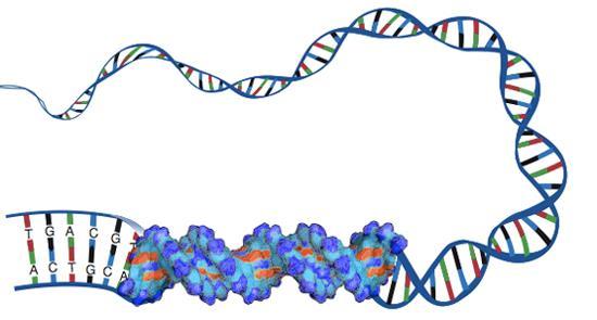 Genetik bilginin transferinde ve kullanımındaki 3 önemli aşama GGCACGAGGGTAAATATGGCATAAGTTAATAACAAG CTTTTCCCCAAAATGGTGCTTTGGATTTGAAAAGG G
