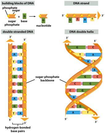 aşamaya denir. Translasyon mrna nın taşıdığı genetik mesajın kodunun çözülerek protein sentezinde kullanıldığı aşamadır.