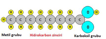 Bir tarafında metil ( - CH 3 ) grubu, diğer tarafında karboksil grubu ( - COOH ) ve bu gruplar arasında karbon sayısı değişkenlik gösteren uzun bir hidrokarbon zinciri ( CH 2 ) n bulunduran