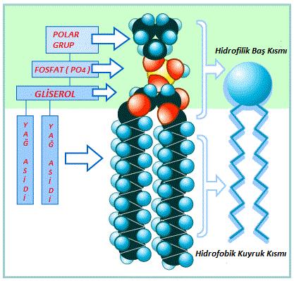 Nötral yağlardan farklı olarak fosfolipitlerde gliserole 2 yağ asidi bağlanmıştır.