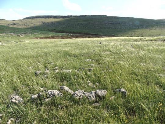 Resim 4.21 Ġran Yılanı nı gözlediğimiz habitata ait genel bir görünüģ (Keberli Köyü/Eyyübiye 08.04.2017, Foto: M. Z.