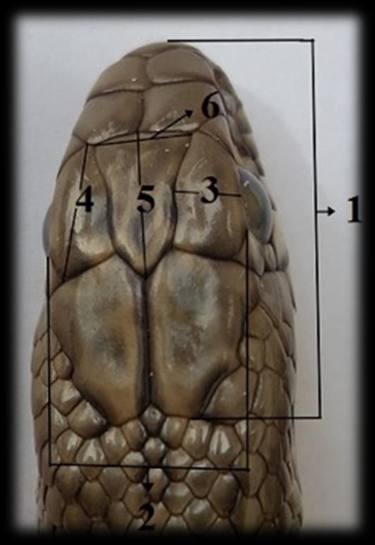 3. MATERYAL ve YÖNTEM Fatma ÜÇEġ ġekil 3.