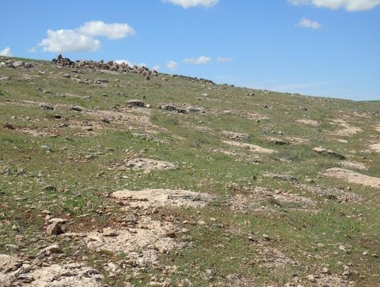 parmakları hızlıca dolayıp, kuyruk sonundaki dikeni batırmaya çalıģırlar. TaĢlık, kayalık alanlarda, tarım arazilerinde ve suya yakın alanlarda türe rastlamak mümkündür [7].