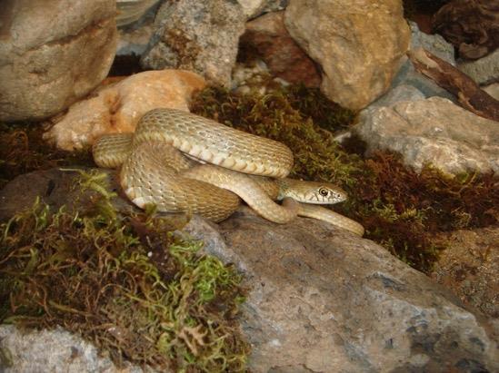 Resim 4. 13 Dolichophis schmidti (Kırmızı Yılan) ye ait genel bir görünüģ (Foto: B.