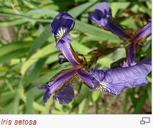 Iris veri seti