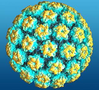 Sunum planı Human Papillomavirus (HPV) Epidemiyoloji