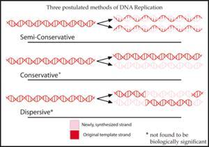 DNA her hücre bölünmesi sırasında kopyalanır ve bu yarı