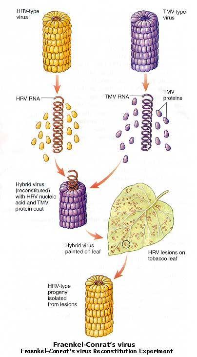 Genetik materyal her zaman DNA mı?