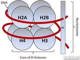bazlık DNA ile sarılarak nükleozomları