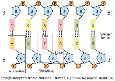 DNA: Karşılıklı iki polinükleotit zincirinden oluşur ve Deoksiribonükleik