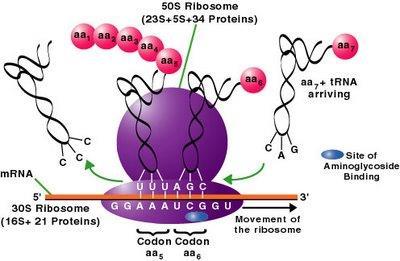 mrna trna