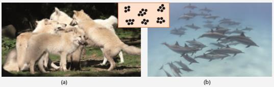 Bireyler bir araya gelerek gruplar oluşturur. Örneğin bazı hayvan türleri belirli sayıda bireylerden oluşan gruplar (sürüler) oluşturacak şekilde bir araya gelirler.