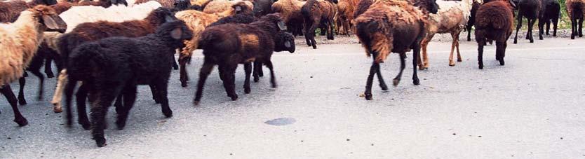 Bunda koyunun beslenme ve idaresinin kolay olmas n yan nda insanlar n birçok ihtiyac na cevap verebilecek ürünlere sahip olmas n da pay bulunmaktad r (Koyuncu, 2009).