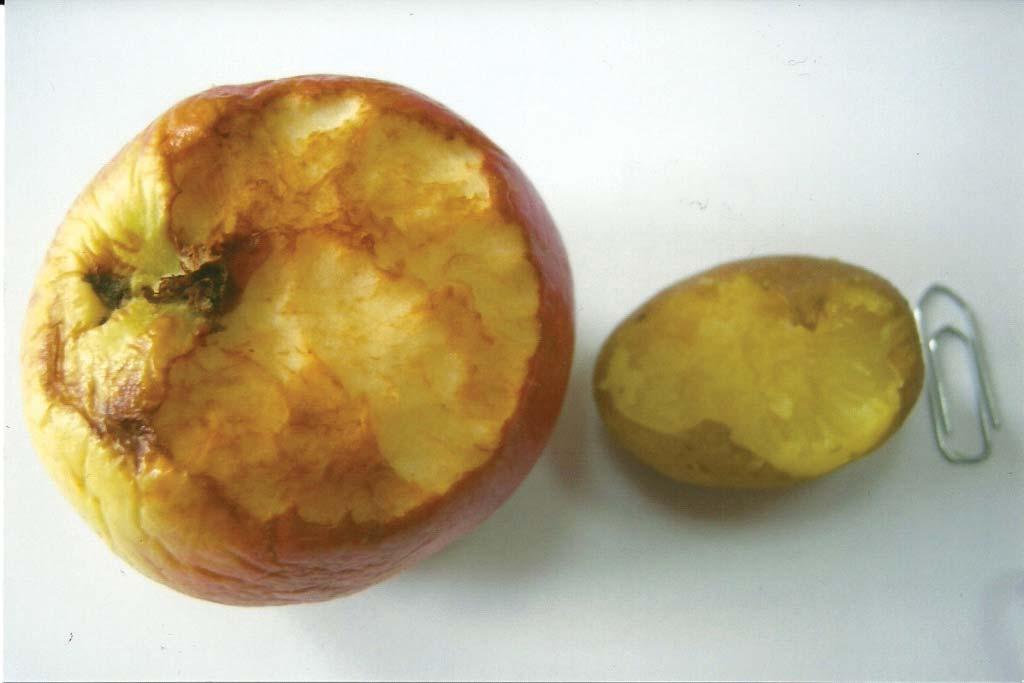 ekil 4: Microtus guentheri nin yedi i elma ve ha lanm patates.