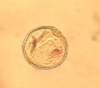 çekirdekli g) ilk polen mitozu h) erken iki