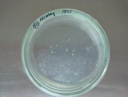 Sıvı ortam 3 cm lik petrilere 3 ml olarak dağıtıldı. İzole edilen mikrosporlardan steril pipetler yardımıyla 1.