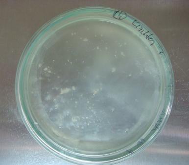 Mikrosporların 28 ± 1 C de inkübasyonundan 10-14 gün sonra, embriyoidler