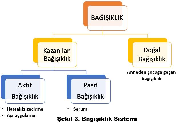 Bakterilerle Savaş Öğrenci Kılavuzu Bağışıklık sistemi; insan vücudunun hastalıklara karşı savunma mekanizmasını oluşturan, vücudu yabancı ve zararlı maddelere karşı koruyan oldukça karmaşık bir