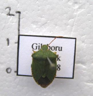 21 4.1.3.2.1. Cins: Palomena Tür: Palomena prasina Linnaeus, 1761 Tanımı: Vücut geniş, yassı, koyu yeşil renkte, kışlayan bireylerde vücut rengi kahverengi, abdomen dorsalde mor, ventralde açık