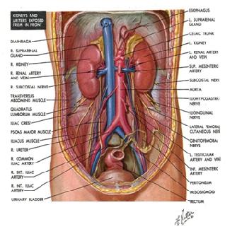 Şekil 1: Böbrekler,üreterler