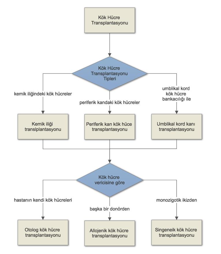 5 Grafik 1.1 - Kök Hücre Transplantasyonları 2.2. Epidemiyoloji Akut myeloid lösemi, nadir kabul edilen bir sıklıkta olmasına karşın kanser mortalite verileri üzerinde önemli bir yere sahiptir[5].