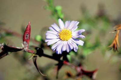 Köyde yıldızpatları (Aster) henüz çiçeklenmeye devam ediyordu.