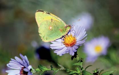 Bahçelerde hala çiçeklenerek varlığını sürdüren bir diğer güzel kadife çiçekleriydi (Tagetes).