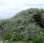 Atriplex halimus Atriplex halimus Deniz Semizotusu / Tree