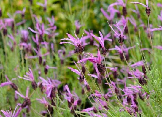 Lavandula stoechas /(diğer türleri