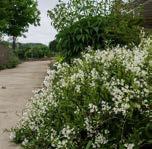 Deutzia gracilis Deutzia gracilis Havlu Püskülü / Japanese Snow