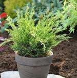 bitki, zemini örtmek için ideal türlerden biridir.