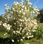 Viburnum opulus Viburnum opulus Yaprak döken Kartopu / Guelder Rose