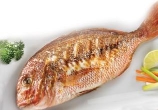 Fangri Mercan Kırmızı Mercan Kocagöz Mercan 25 26 Çipura (Sparus aurata / Gilt-head bream Seabream) Ege ve