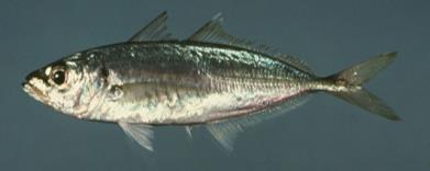 İstavrit (Trachurus / Jack mackerels) Marmara (15-20 cm), Ege (30 cm) ve Karadeniz de (50cm). 10cm den küçük: Kıraça Kasım Şubat arası lezzetli olur. Tavası ve fırını yapılır.