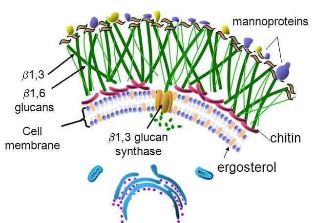 Candida yapısı: Antijenleri Yeo SF, 15:465-84,