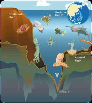TÜRKÇE Okuma - Anlama MARİANA ÇUKURU Mariana Çukuru, Dünya üzerinde bilinen en derin çukurdur. Büyük Okyanus ta yer alan bu çukur, Japonya ve Endonezya ya eşit uzaklıkta yer almaktadır.