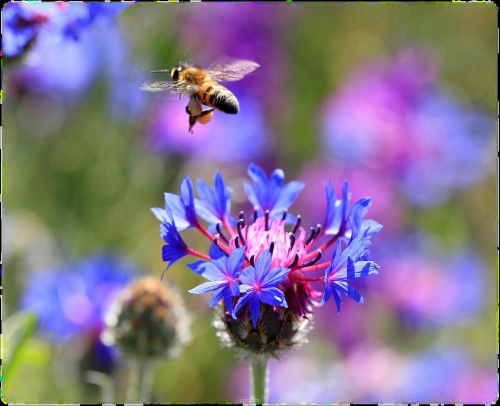V.BÖLÜM GENEL DEĞERLENDİRME Bal arıları genellikle her türlü arazide yetişen bitkilerden nektar ve polen toplayarak bunları bal gibi, değerli ürünlere dönüştüren müstesna varlıklardır.