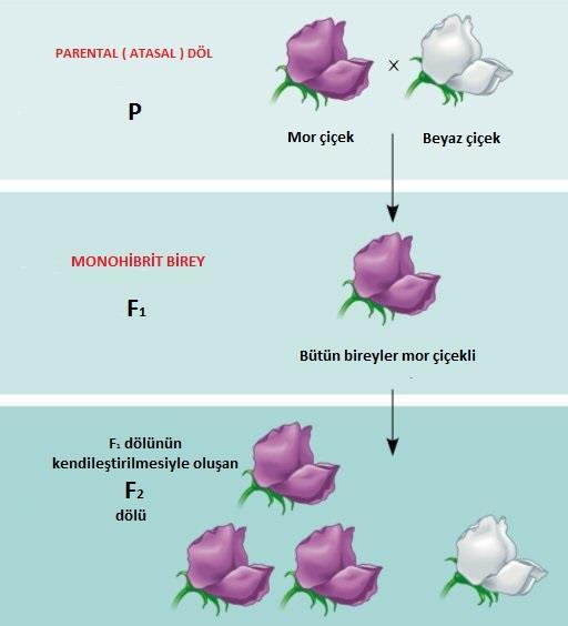 Ör: çiçek rengi zıt formlar mor/beyaz Atasal nesil Çapraz döllenme Birinci