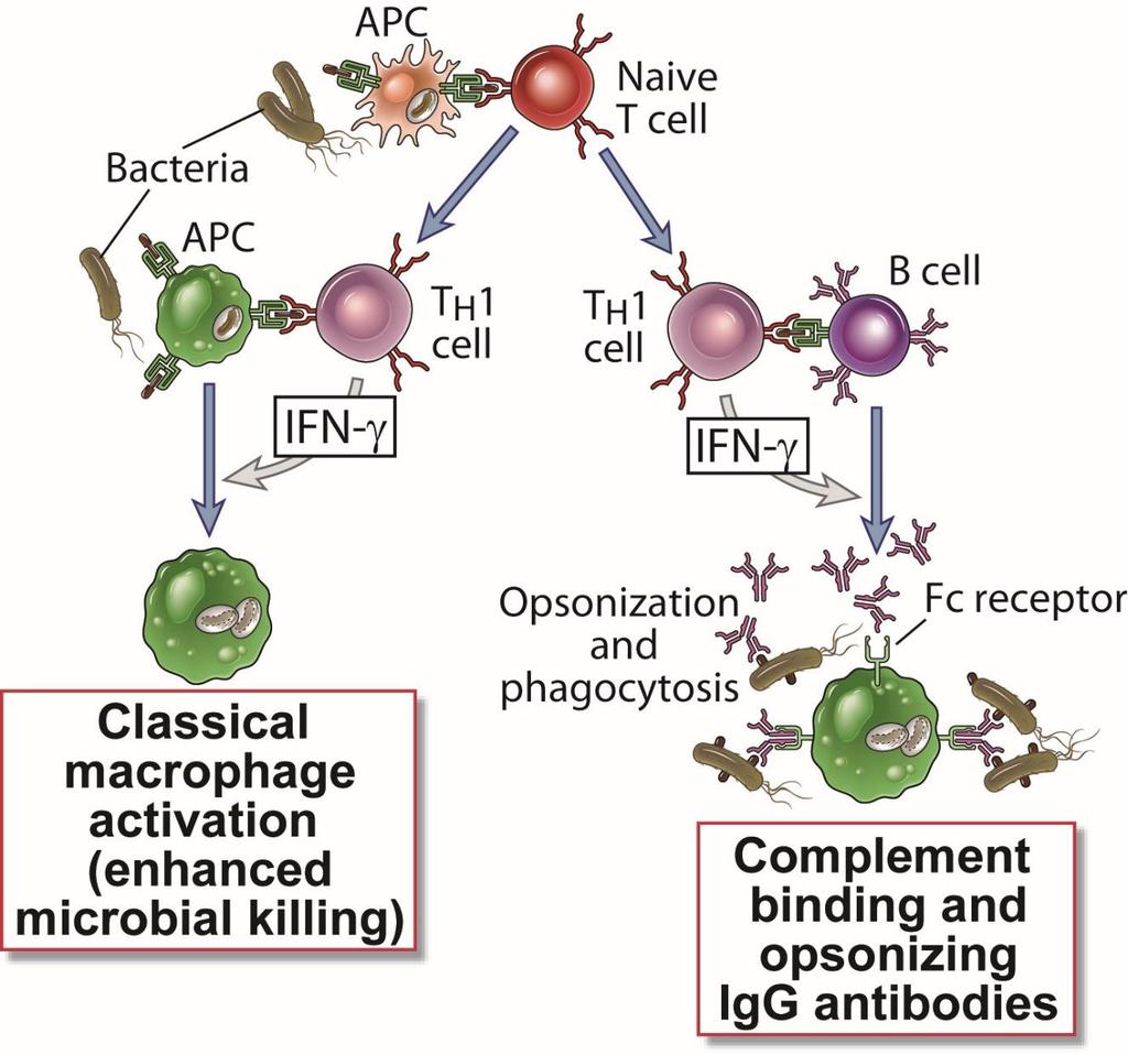 H 1 Hücrelerin Fonksiyonu IL-12 INF-g NK Klasik makrofaj aktivasyonu Artmış mikrop öldürme