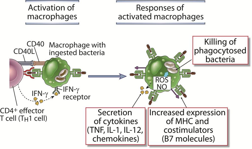 H1 Hücrelerin Makrofajı Aktive etmesi Macrophage Activation by H 1 Cells (1) Makrofaj aktivasyonu Aktive Makrofaj cevapları Fagosite edilmiş mikrobun öldürülmesi Sitokin ve Kemokin salgılanması (NF,