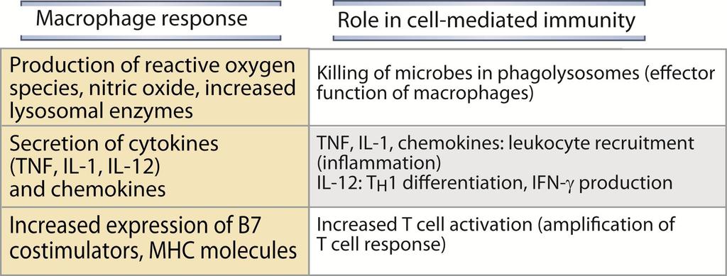 H1 Hücrelerin Makrofajı Aktive etmesi Macrophage Activation by H 1 Cells (2) Makrofaj Cevabı Hücre Aracılı İmmünıtedeki Rolü Reaktif oksijen aracıları, nitrik oksid üretimi, Lizozomal enzimlerde