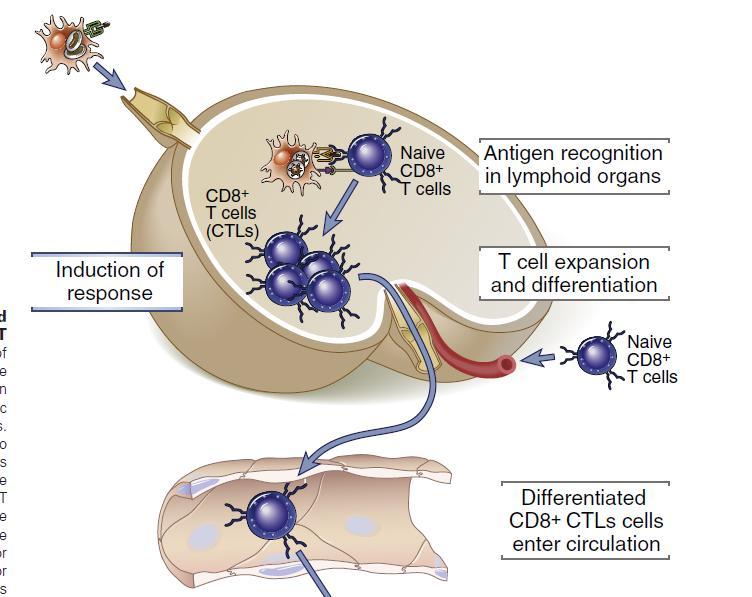 CD8+ hücre