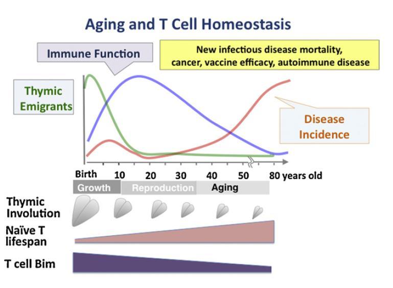 Yaşlanma ve hücre Homeostazı imustan Göç eden hücreler İmmün Fonksiyon Yeni infeksiyöz hastalık mortalitesi Kanser, aşı