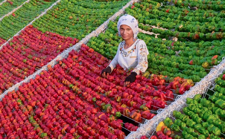 KIRSAL KALKINMA DESTEKLERİ KAPSAMINDA GENÇ ÇİFTÇİ PROJELERİNİN DESTEKLENMESİ YATIRIM KONULARI DESTEK VERİLEN İLLER DESTEK MİKTARI (en fazla) BAŞVURU YERİ VE TARİHİ Hayvansal üretime yönelik