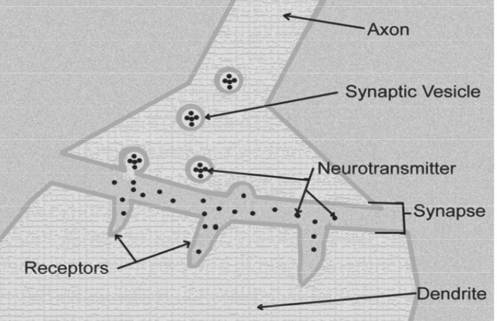 166 Saka M ve ark. Şekil 1. Nörotransmitter sinaps. Sinaptik veziküller lipid ve kolesterolden oluşmuş nörotransmitter kılıflarıdır.