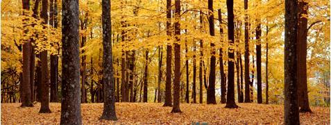 Orman Tanımının Ögeleri 1. Ağaç ve ağaçcık topluluklarının varlığı, 2. Ağaç ve ağaçcık topluluklarının bulunduğu yer.