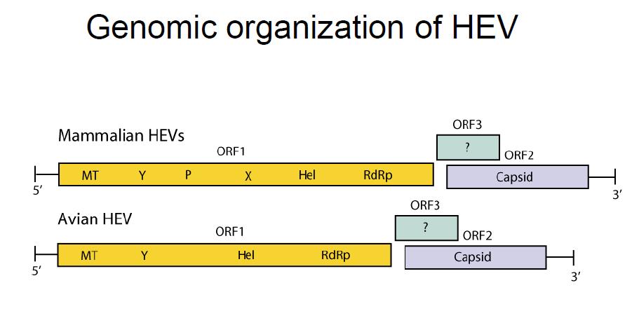 ORF1: Yapısal olmayan poliproteinleri