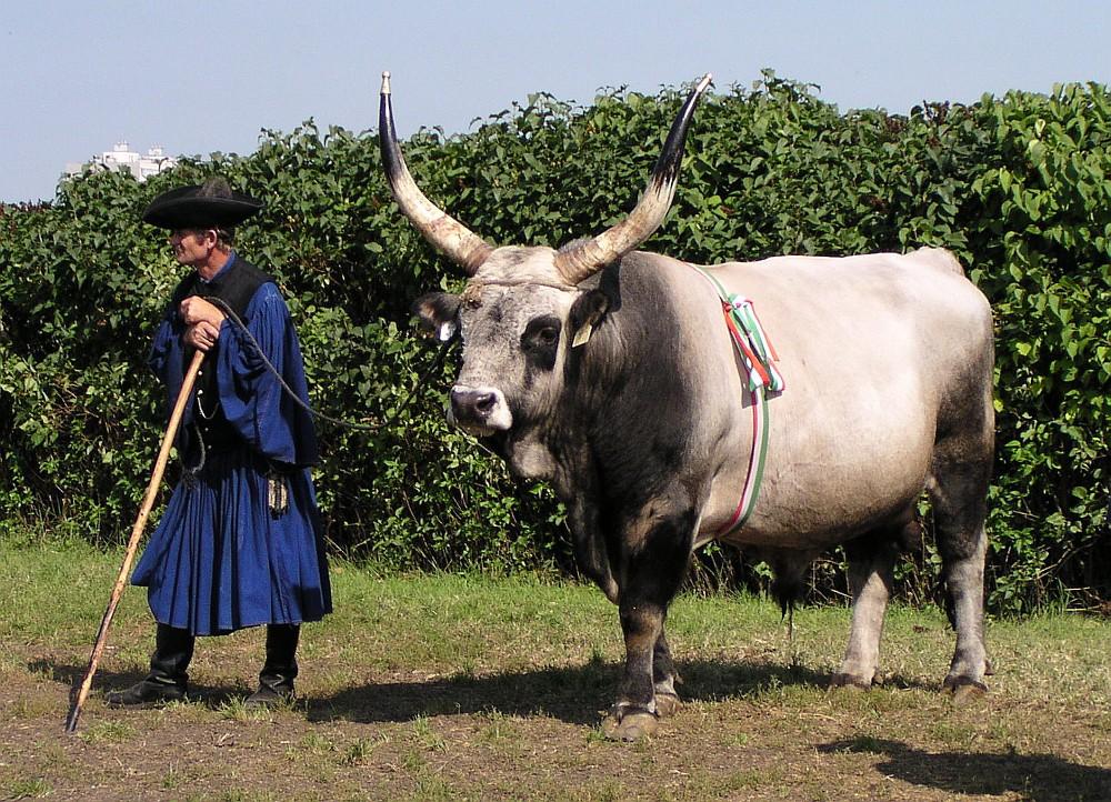 Sığır - et O dönemin yüksek kaliteli eti nedeniyle yurtdışında da çok makbul olan Macar